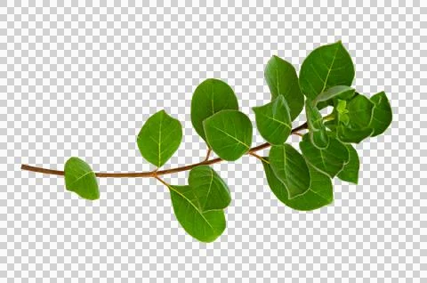 Leaf vine Isolate on transparent background PNG file Stock Photos