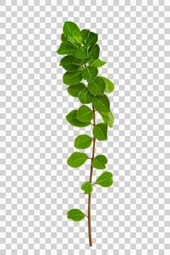 Leaf vine Isolate on transparent background PNG file Stock Photos