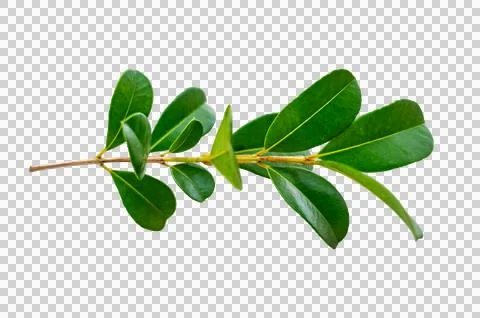 Leaf vine Isolate on transparent background PNG file Stock Photos