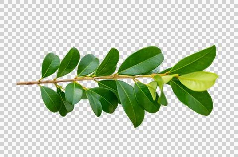 Leaf vine Isolate on transparent background PNG file Stock Photos