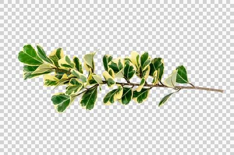 Leaf vine Isolate on transparent background PNG file Stock Photos
