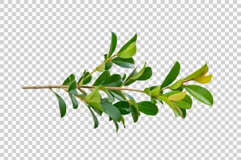 Leaf vine Isolate on transparent background PNG file Stock Photos
