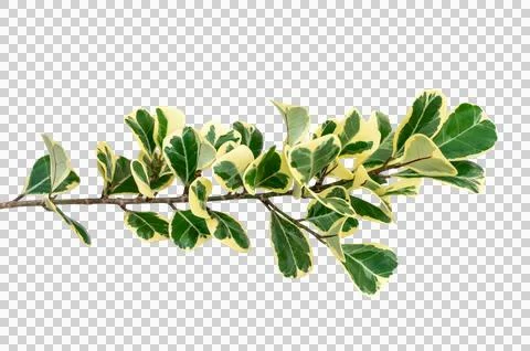 Leaf vine Isolate on transparent background PNG file Stock-Fotos