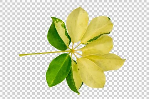 Leaf vine Isolate on transparent background PNG file Stock Photos