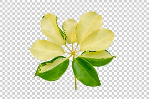 Leaf vine Isolate on transparent background PNG file Stock Photos