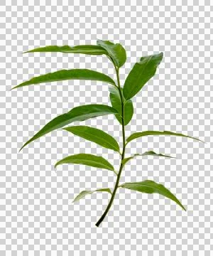 Leaf vine Isolate on transparent background PNG file Stock Photos