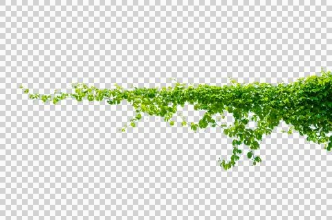 Leaf vine Isolate on transparent background PNG file Stock Photos