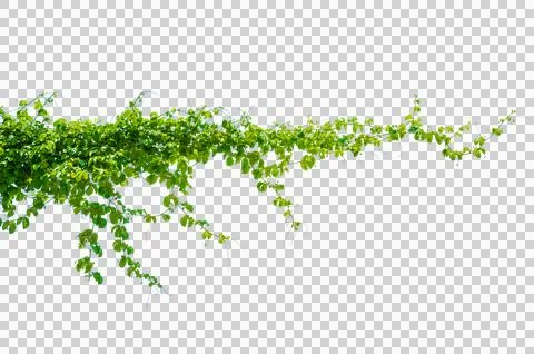 Leaf vine Isolate on transparent background PNG file Stock Photos