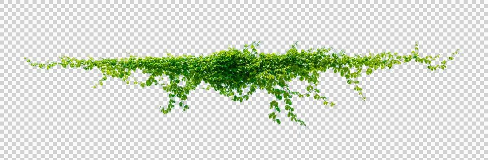 Leaf vine Isolate on transparent background PNG file Foto stock