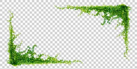 Leaf vine Isolate on transparent background PNG file Stock Photos