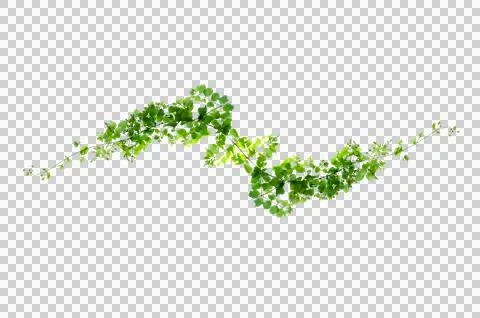 Leaf vine Isolate on transparent background PNG file Stock Photos