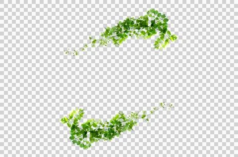 Leaf vine Isolate on transparent background PNG file Stock Photos
