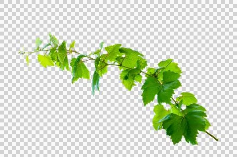 Leaf vine Isolate on transparent background PNG file Stock Photos