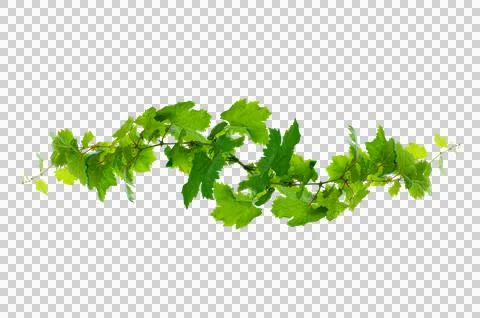 Leaf vine Isolate on transparent background PNG file Stock Photos