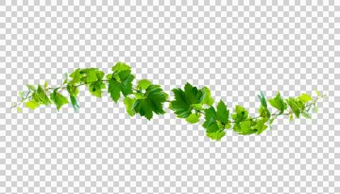 Leaf vine Isolate on transparent background PNG file Stock Photos