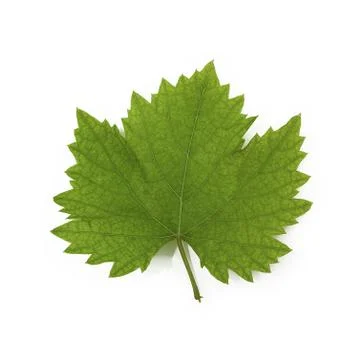 Leaf from the vine isolated on a white background Stock Photos