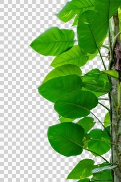 Leaf vine isolates on isolate on transparent background PNG file Stock Photos