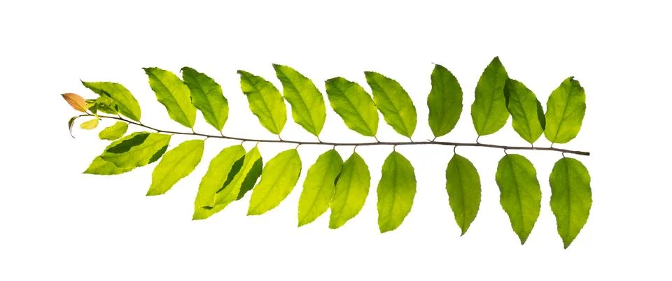 Leaf vine isolates on a white background Stock Photos