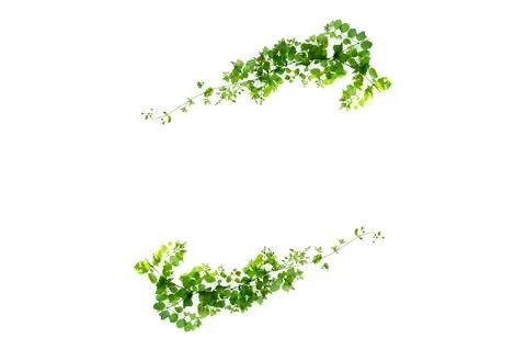 Leaf vine isolates on a white background Stock Photos