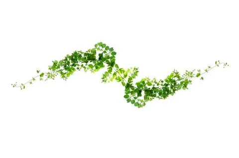 Leaf vine isolates on a white background Stock Photos