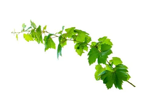 Leaf vine isolates on a white background Stock Photos