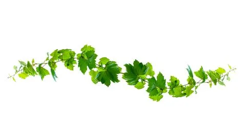 Leaf vine isolates on a white background Stock Photos