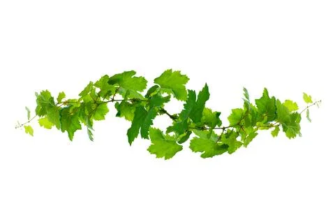 Leaf vine isolates on a white background Stock Photos