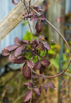 Leaf vine Foto stock