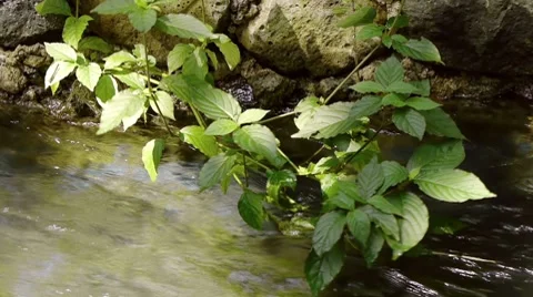 Leaf Vine In River Stock Footage 8547524