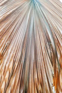 Leaf violet in soft light Stock Photos