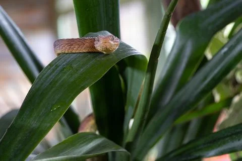 Leaf viper, Atheris squamigera Stock Photos