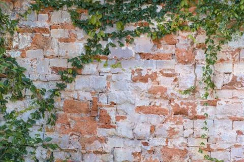 Leaf wall on a bric background Stock Photos