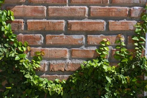 Leaf wall orange brick Stock Photos