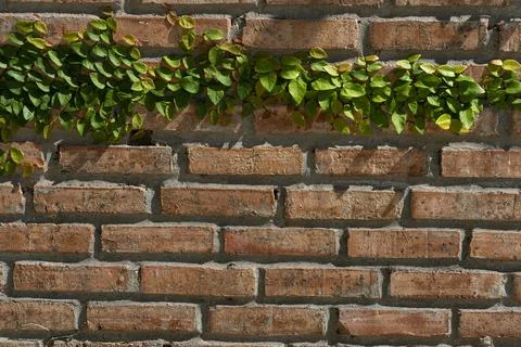 Leaf wall orange brick Foto stock