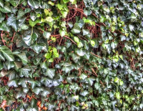 Leaf Wall Stock Photos