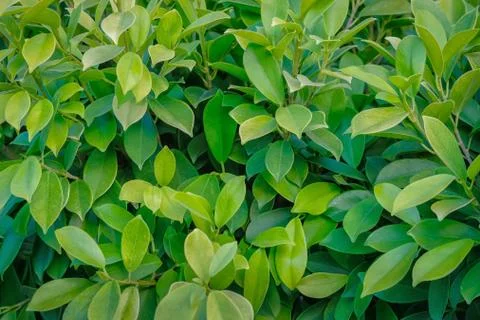 Leaf wall Stock Photos