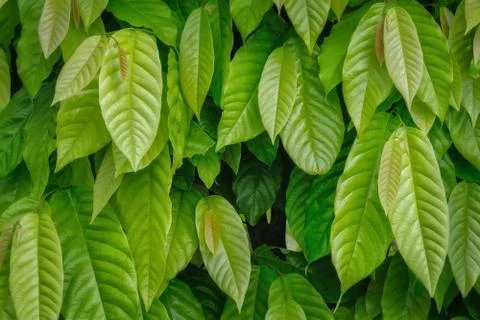 Leaf wall Foto stock
