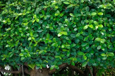 Leaf wall Stock Photos