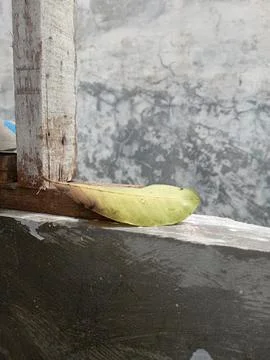 Leaf in wall Stock Photos