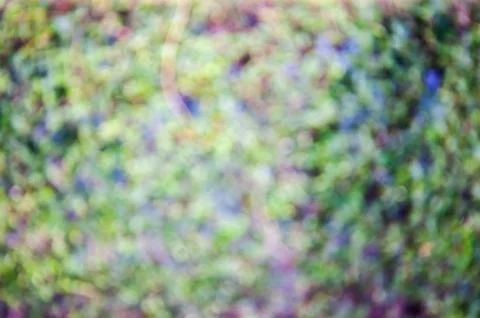 Leaf wall in sun light Stock Photos