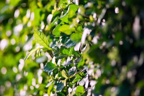 Leaf wall in sun light Stock Photos