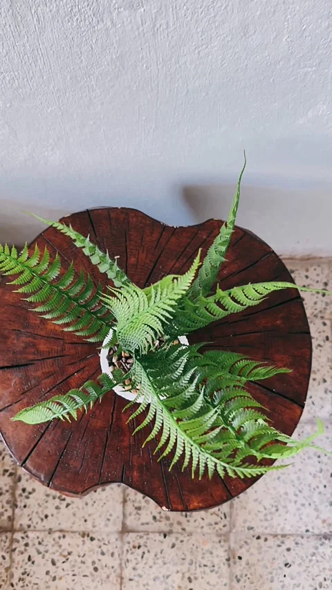 Leaf on the wall,christmas, tree, leaf, plant, nature, decoration, branch Stock Footage 245941982