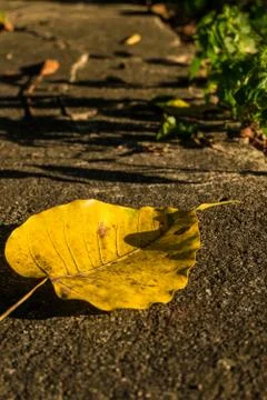 Leaf was falling on the floor. Stock Photos