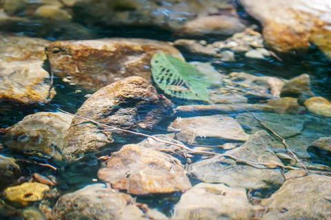 Leaf in water, aspen leaf fallen in water in the sun's glare Stock Photos