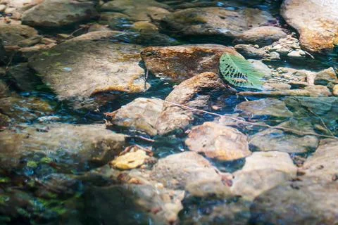 Leaf in water, aspen leaf fallen in water in the sun's glare Stock Photos