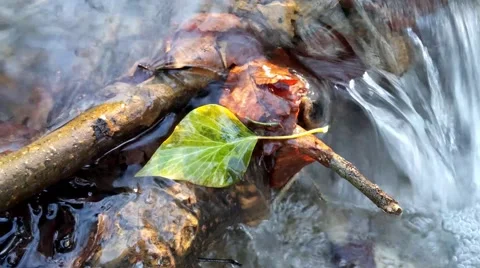 Leaf on the water in a creek Stock Footage 46118415
