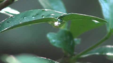 Leaf Water Drop Stockbeeldmateriaal 26435599