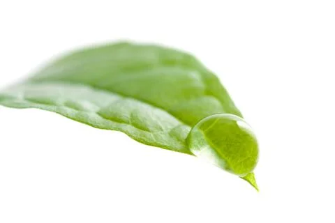 Leaf with water drop Stock Photos
