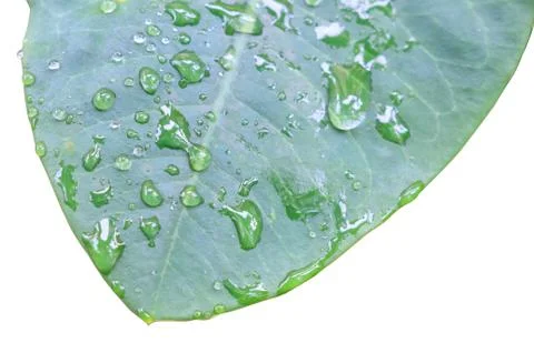 Leaf with water drop 库存照片