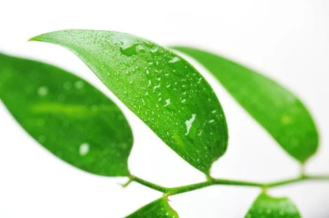 Leaf with water drop Stock Photos